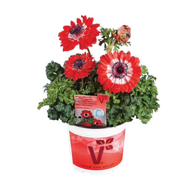 TRAJNICA VOLMARY ANEMONE CORONARIA ANIMO DOUBLE