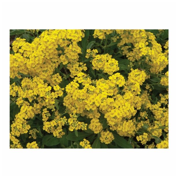 TRAJNICE MIX VOLMARY BLAZINASTE 10.5 CM MIX