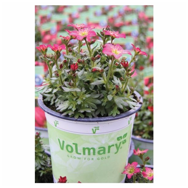 TRAJNICE MIX VOLMARY BLAZINASTE 10.5 CM MIX