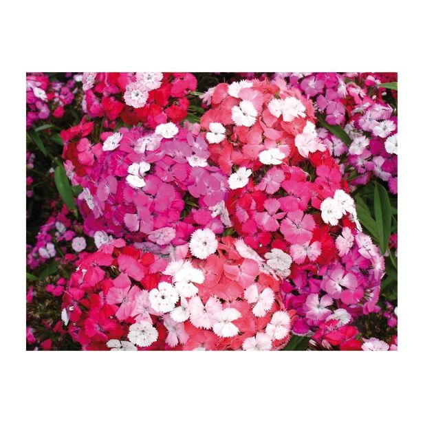 NAGELJ VOLMARY DIANTHUS BARBATUS VICTORIA L13