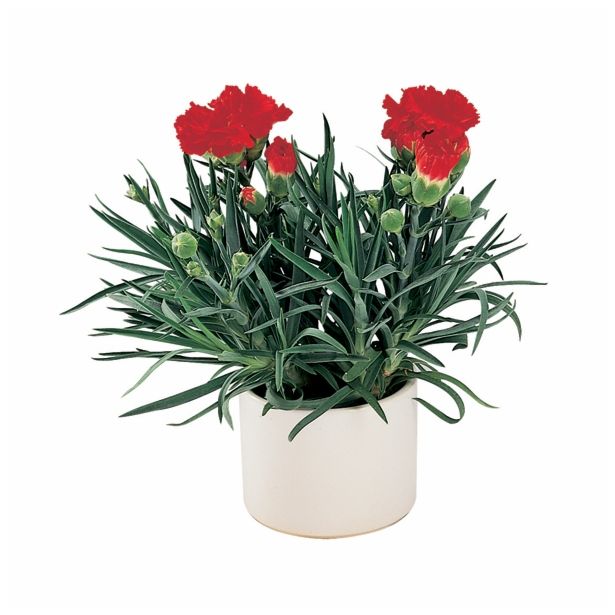NAGELJ VOLMARY DIANTHUS CARYOPHYLLUS SUNFLOR L12