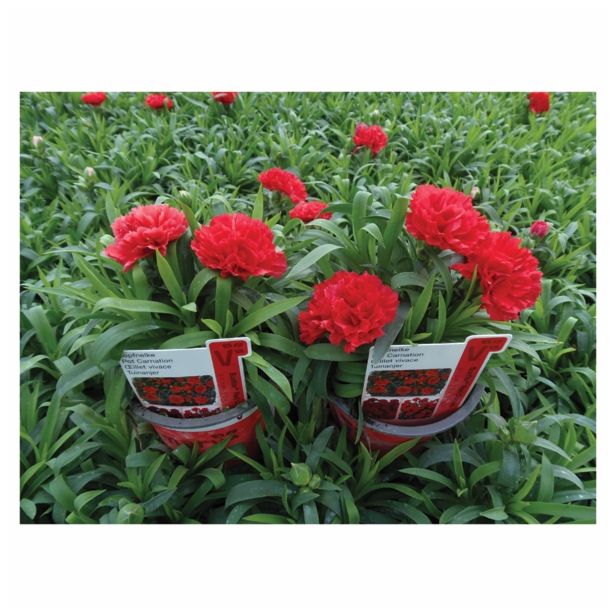 NAGELJ VOLMARY DIANTHUS CARYOPHYLLUS SUNFLOR L12