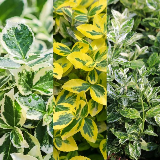 TRAJNICA VOLMARY EUONYMUS FORTUNEI L11