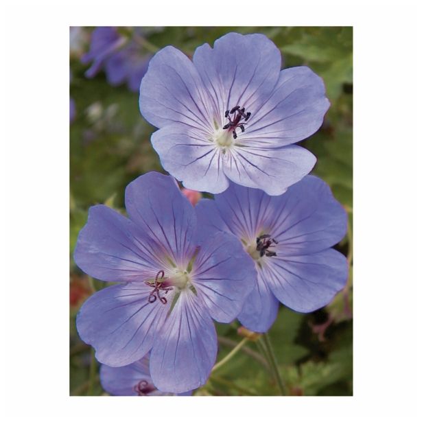 TRAJNICA VOLMARY GERANIUM X HYBRIDUM ROZANNE-KRVOMOČNICA