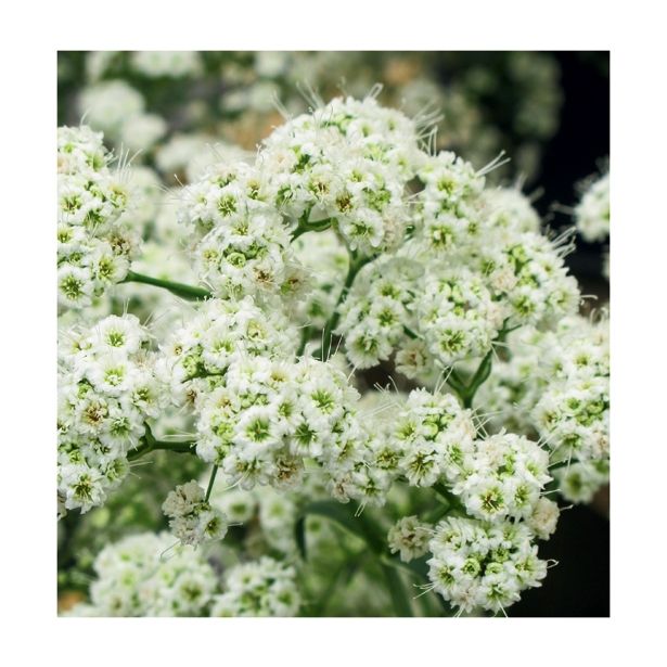 TRAJNICA VOLMARY GYPSOPHYLLA PANICULATA FESTIVAL STAR