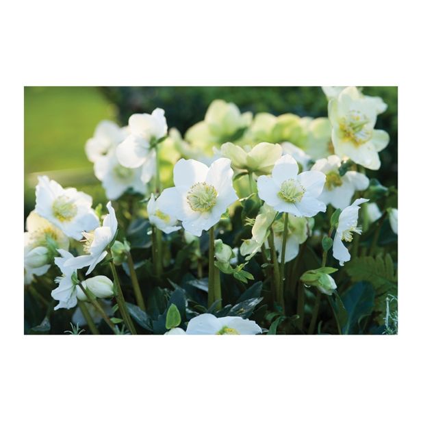 TELOH VOLMARY HELLEBORUS NIGER WINTERSUN-BOŽIČNI L14