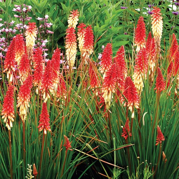 TRAJNICA VOLMARY KNIPHOFIA UVARIA L17 MIX BAKLASTATA LILIJA