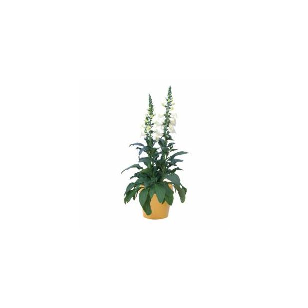 TRAJNICA VOLMARY L23 CM