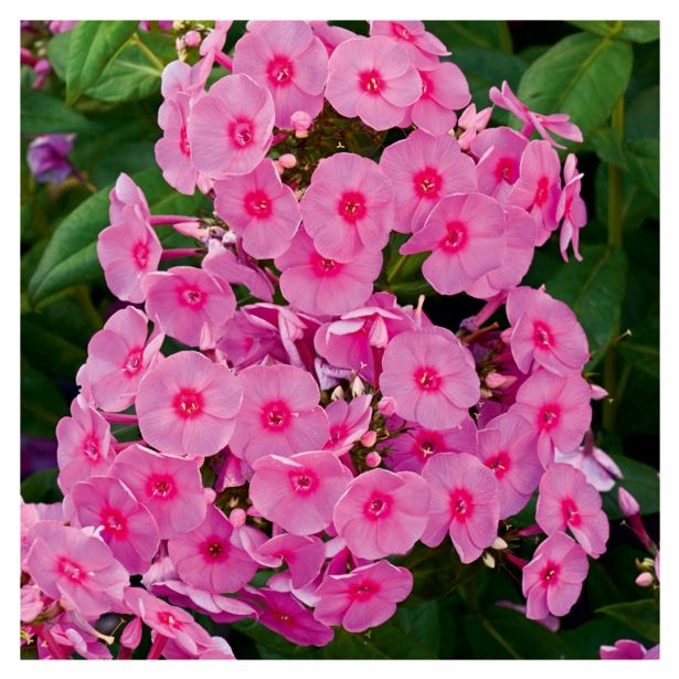 TRAJNICA VOLMARY L23 CM