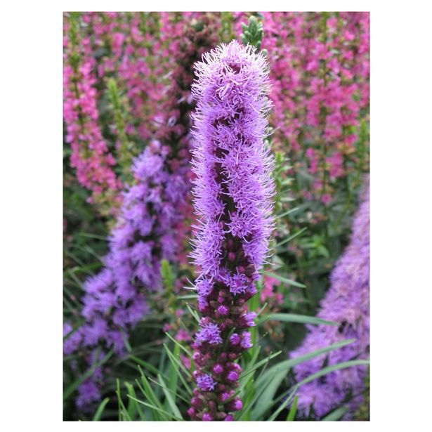 TRAJNICA VOLMARY L23 CM