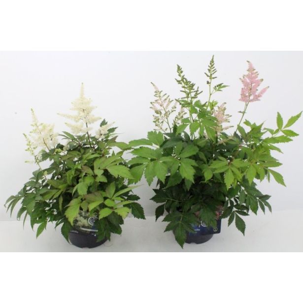 TRAJNICA VRTNA KRESNICA MIX L17