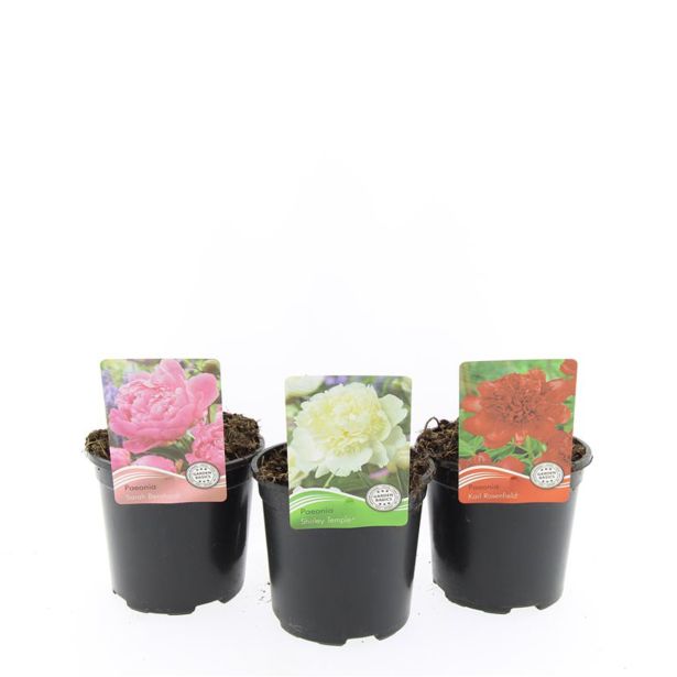 TRAJNICA VRTNA POTONIKA L14 CM