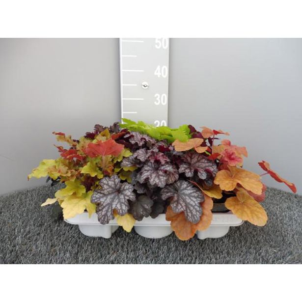 TRAJNICE MIX HOJHERA MIX L12