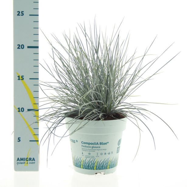 TRAVE BILNICA COMPACTA BLUE L10.5