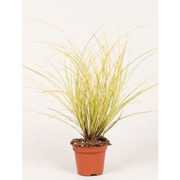 TRAVE CAREX (ŠAŠ) L8 CM