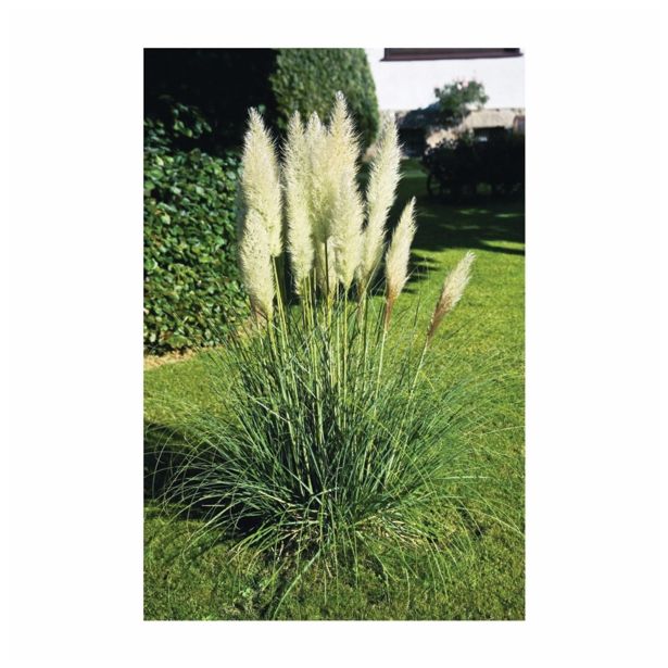 TRAVE PAMPAŠKA TRAVA L19 MIX SORT