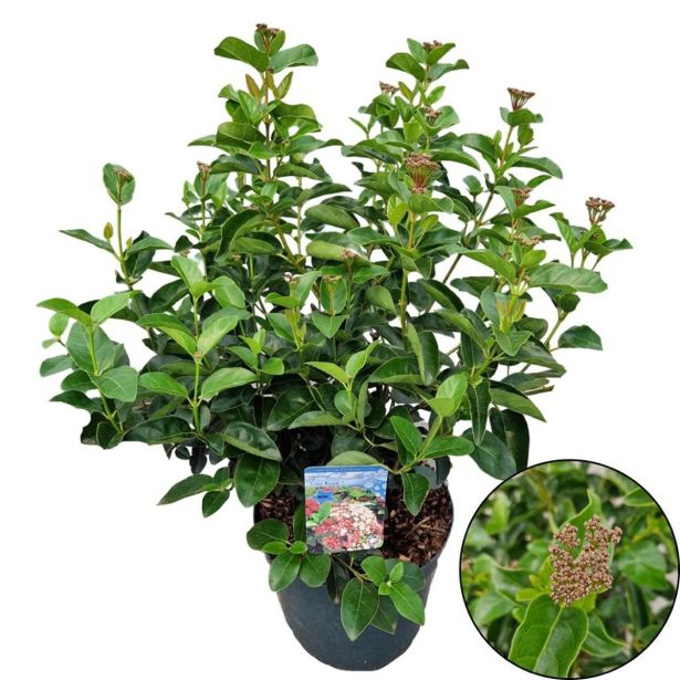 TRAVE MEDVEDJA BILNICA AMIGREEN L17