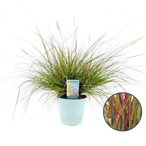 TRAVE PERJANKA BURGUNDY BUNNY (PENNISETUM) L17 CM