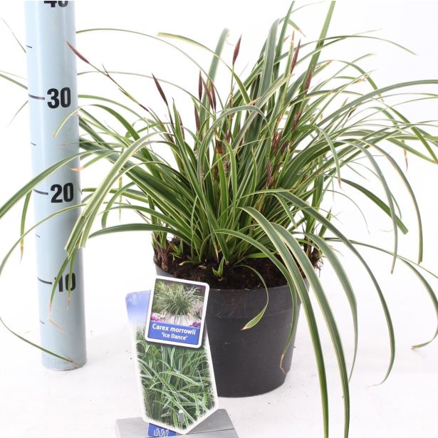 TRAVE ŠAŠ CAREX MORROWII ICE DANCE L17