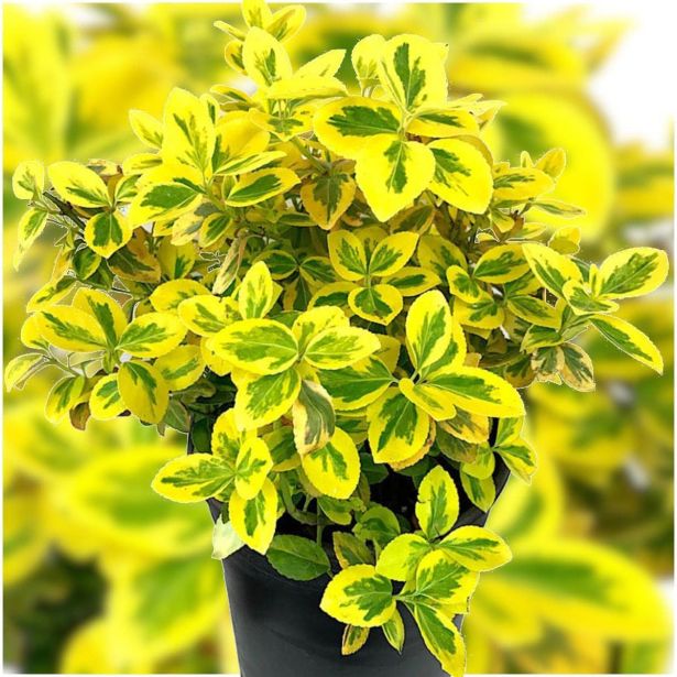 TRDOLESKA EMERALD N GOLD L9 CM