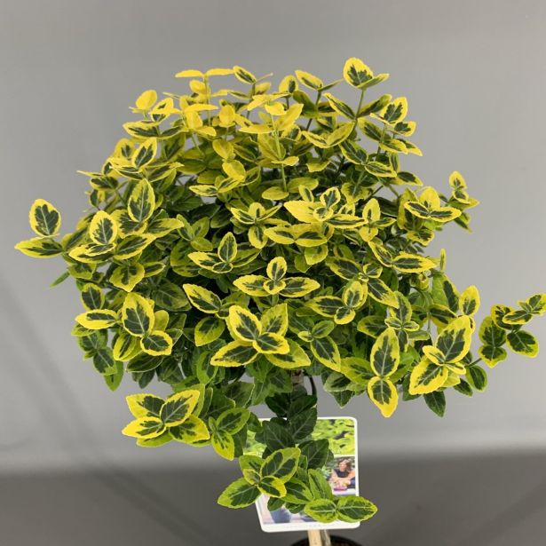 TRDOLESKA EMERALD 'N GOLD NA DEBLU 50 CM L3 L