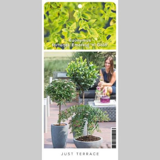 TRDOLESKA EMERALD 'N GOLD NA DEBLU 50 CM L3 L