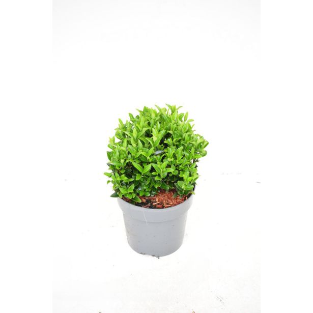 TRDOLESKA GREEN SPIRE KROGLA 20 CM L17 CM
