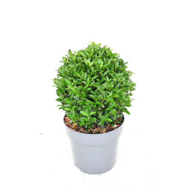 TRDOLESKA GREEN SPIRE KROGLA 28-30 CM L23 CM