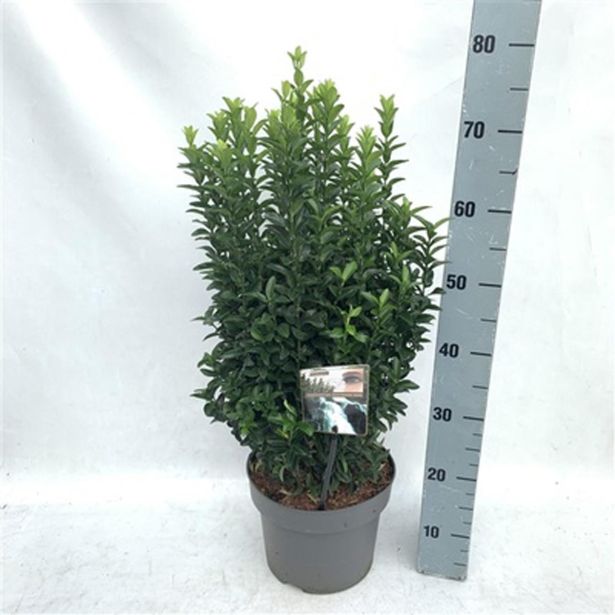 TRDOLESKA JAPONSKA JEAN HUGUES L23