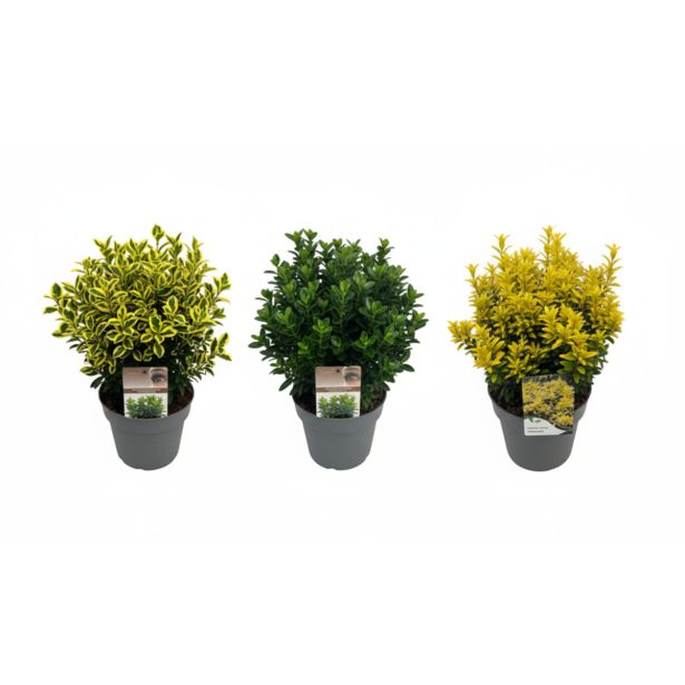 TRDOLESKA JAPONSKA MIX L23 CM
