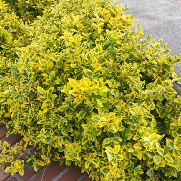 TRDOLESKA MARIEKE L23 CM