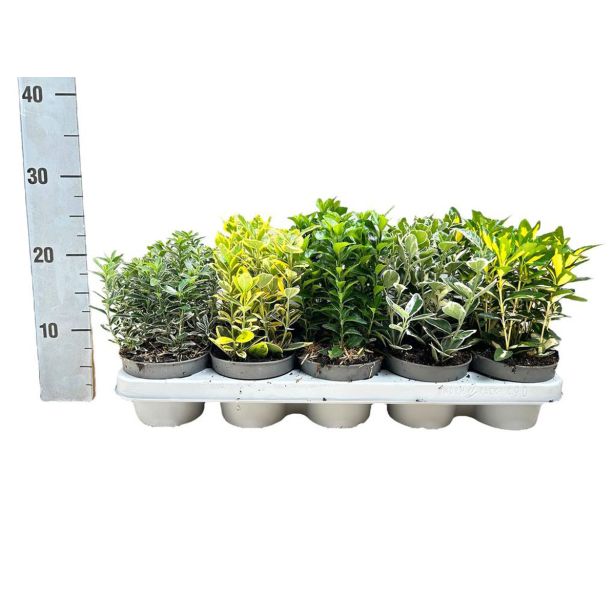 TRDOLESKA MIX L12 CM