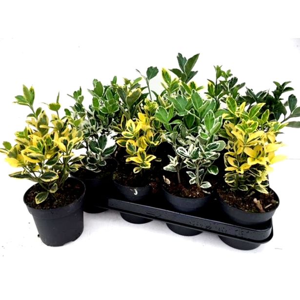 TRDOLESKA MIX L12 CM