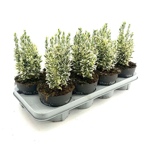 TRDOLESKA WHITE SPIRE L17 CM