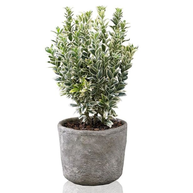 TRDOLESKA WHITE SPIRE L17 CM