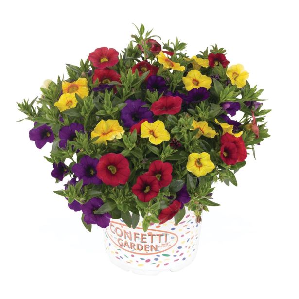 MIX POMLADNIH RASTLIN L12 CM