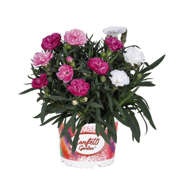 MIX NAGLJEV TRIX DIŠEČI L14