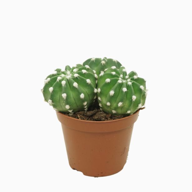 KAKTUS TROBENTOVEC L8.5