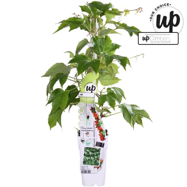 VZPENJALKA TROLISTNA VINIKA GREEN SPRING L15