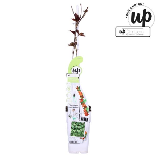 VZPENJALKA TROLISTNA VINIKA GREEN SPRING L15