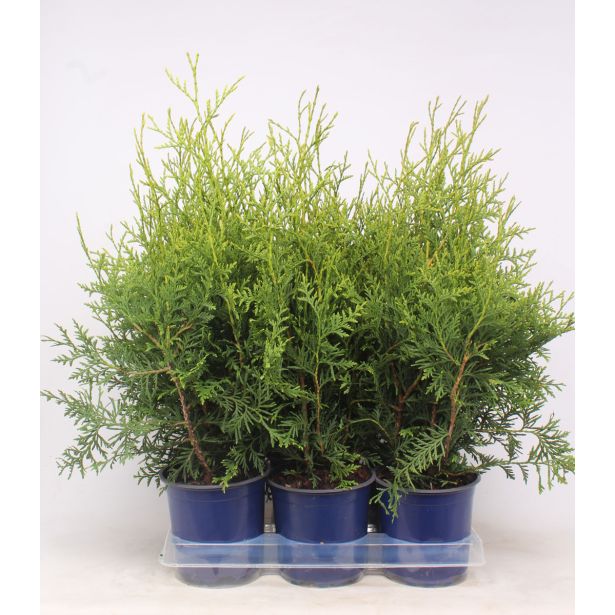 TUJA AMERIŠKI KLEK BRABANT L15