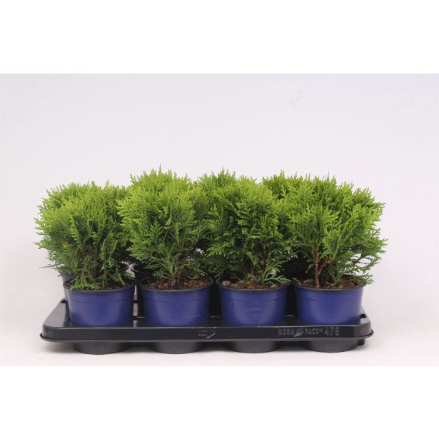 TUJA AMERIŠKI KLEK DANICA L13