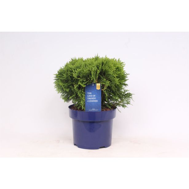 TUJA AMERIŠKI KLEK DANICA L23