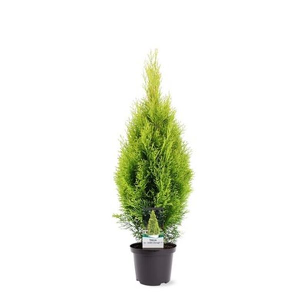 TUJA AMERIŠKI KLEK L23