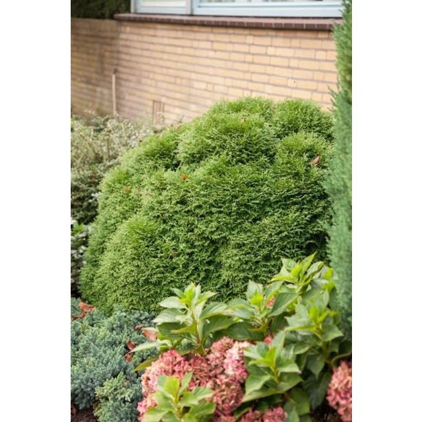 TUJA AMERIŠKI KLEK TINY TIM L23