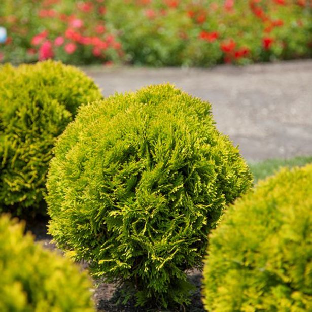 TUJA OCCIDENTALIS MIRJAM L3 L