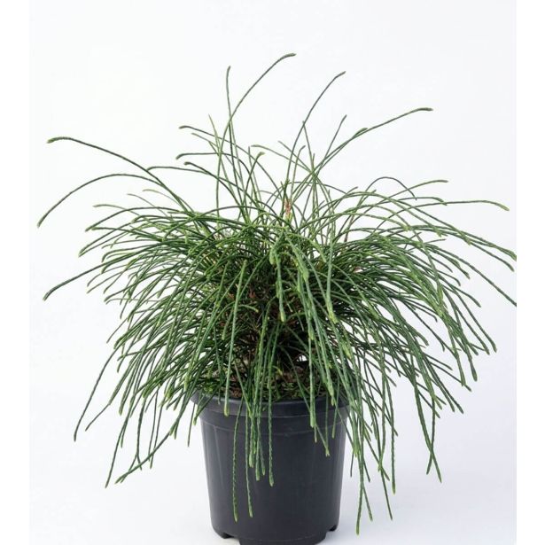 TUJA THUJA PL. WHIPCORD C6 L