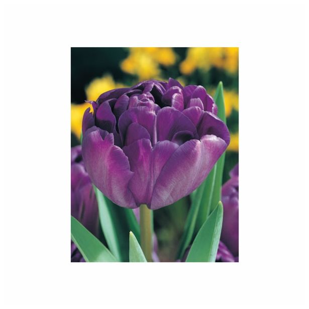 POMLADI CVETOČA ČEBULICA HOLLAND BULB MARKET TULIPAN DVOJNI BLUE DIAMOND 11/12 10KOS