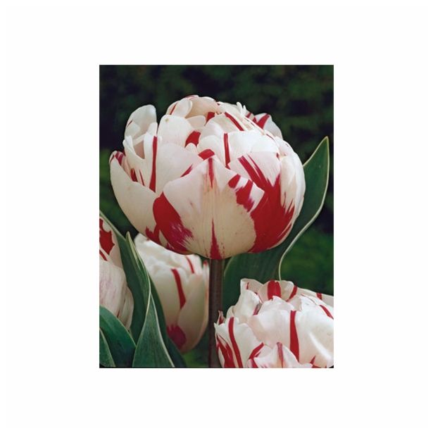 POMLADI CVETOČA ČEBULICA HOLLAND BULB MARKET TULIPAN DVOJNI CARN. DE NICE 11/12 10KOS