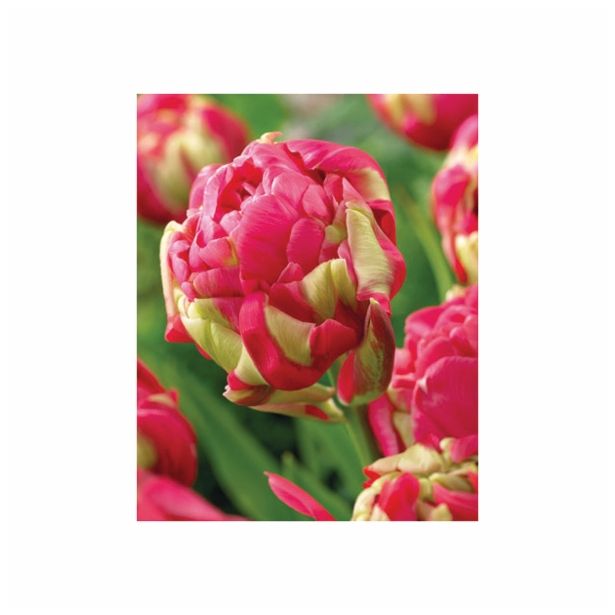 TULIPAN HOLLAND BULB MARKET DVOJNI RENOWN UNIQUE 11/12 8KOS